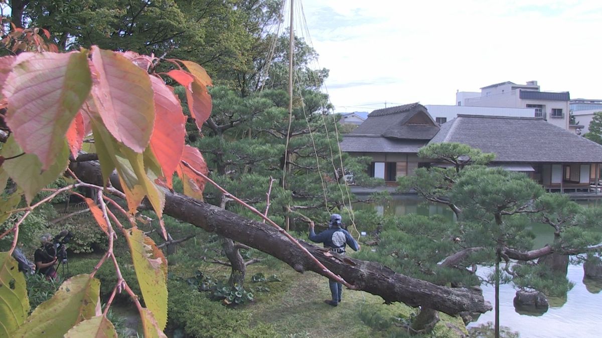 養浩館庭園で冬支度　庭木に雪つり　通常より多く縄をはって強く美しく　今だけの景色、紅葉と雪つりの共演　11日末までライトアップ