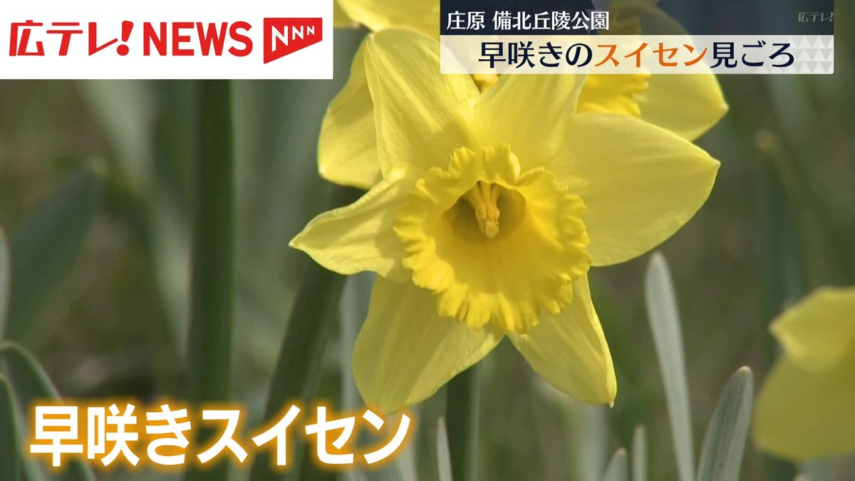 早咲きのスイセンが見ごろ　広島・備北丘陵公園