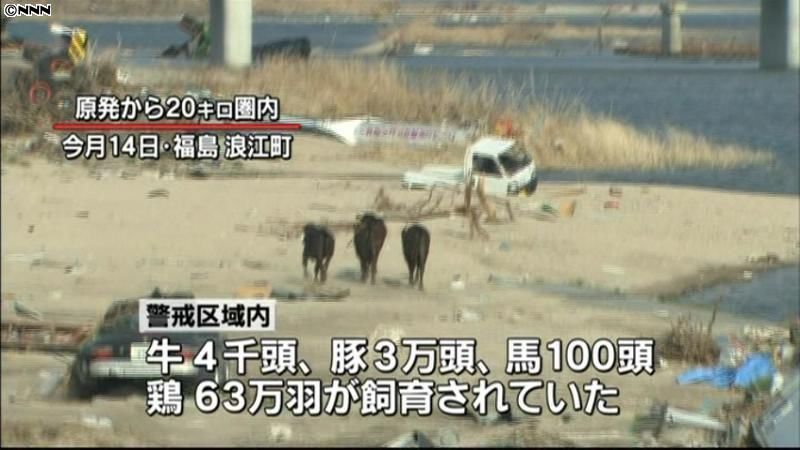 福島県、警戒区域内の衰弱した家畜を処分へ