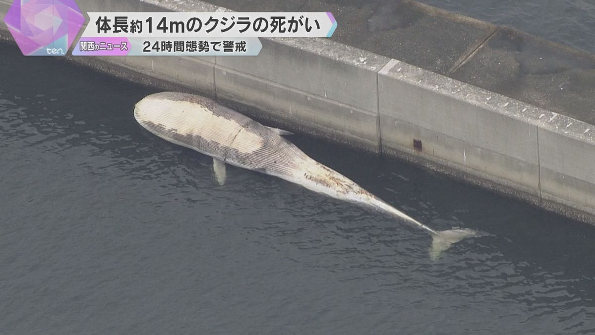 神戸沖に体長14メートルのクジラの死がい漂流、防波堤で係留、24時間体制で警戒　処理方法を協議へ