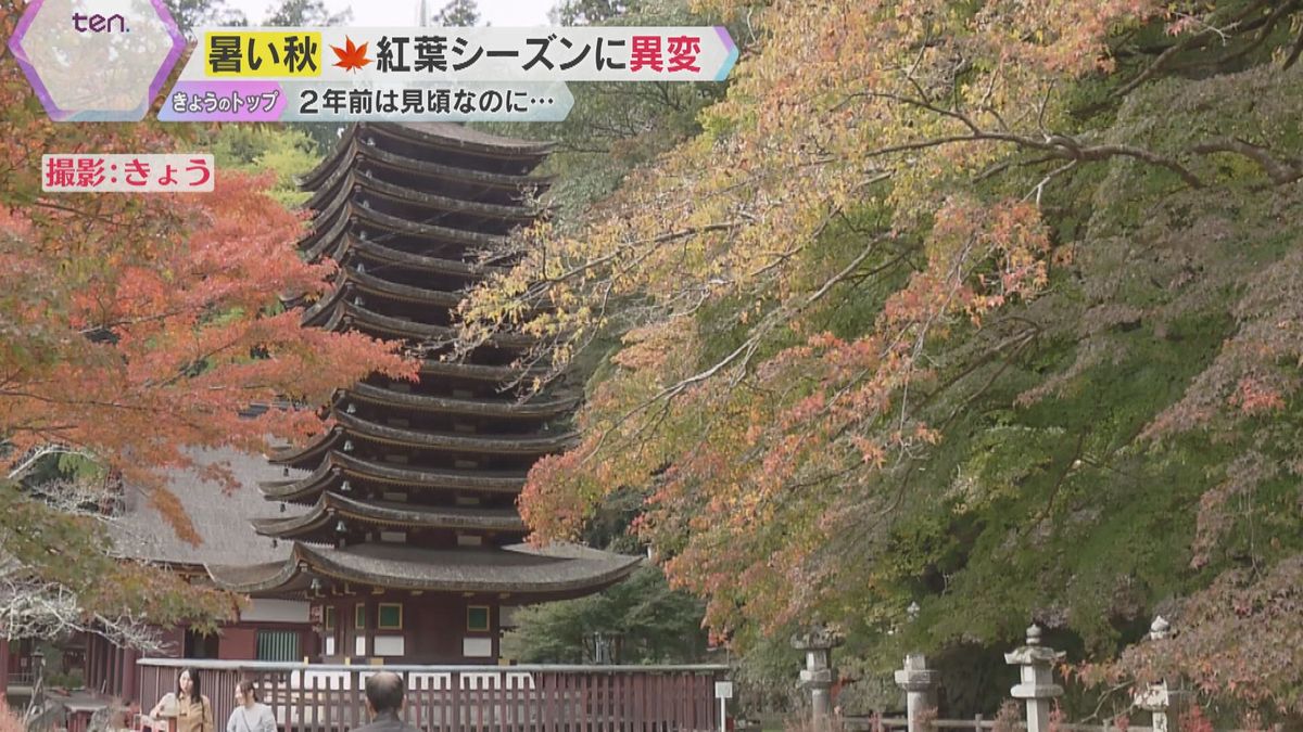 “異例の暑い秋”が食卓直撃　お鍋の定番野菜の価格高騰　紅葉の色づき遅れ、まだ緑のまま…見頃いつ？