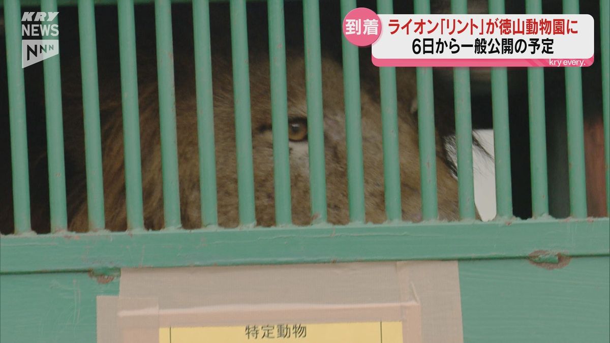 ライオンが不在だった徳山動物園にオスのライオン「リント」が大分から到着！