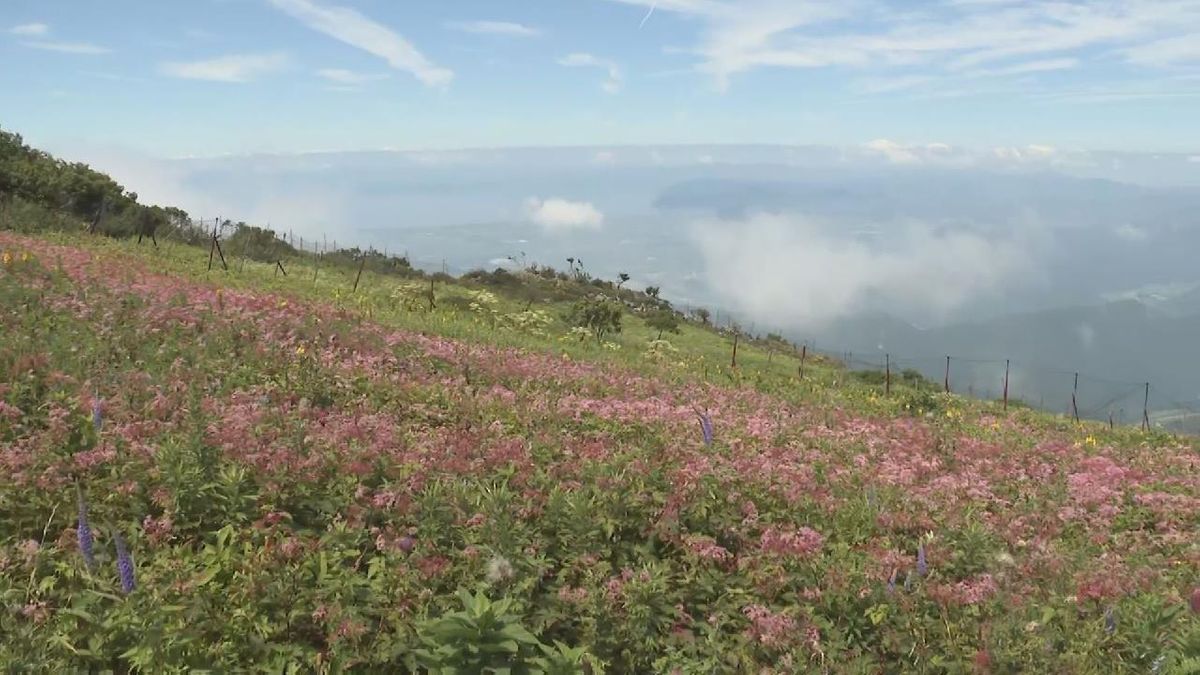 伊吹山で「シモツケソウ」など夏の花が見頃　岐阜・関ケ原町