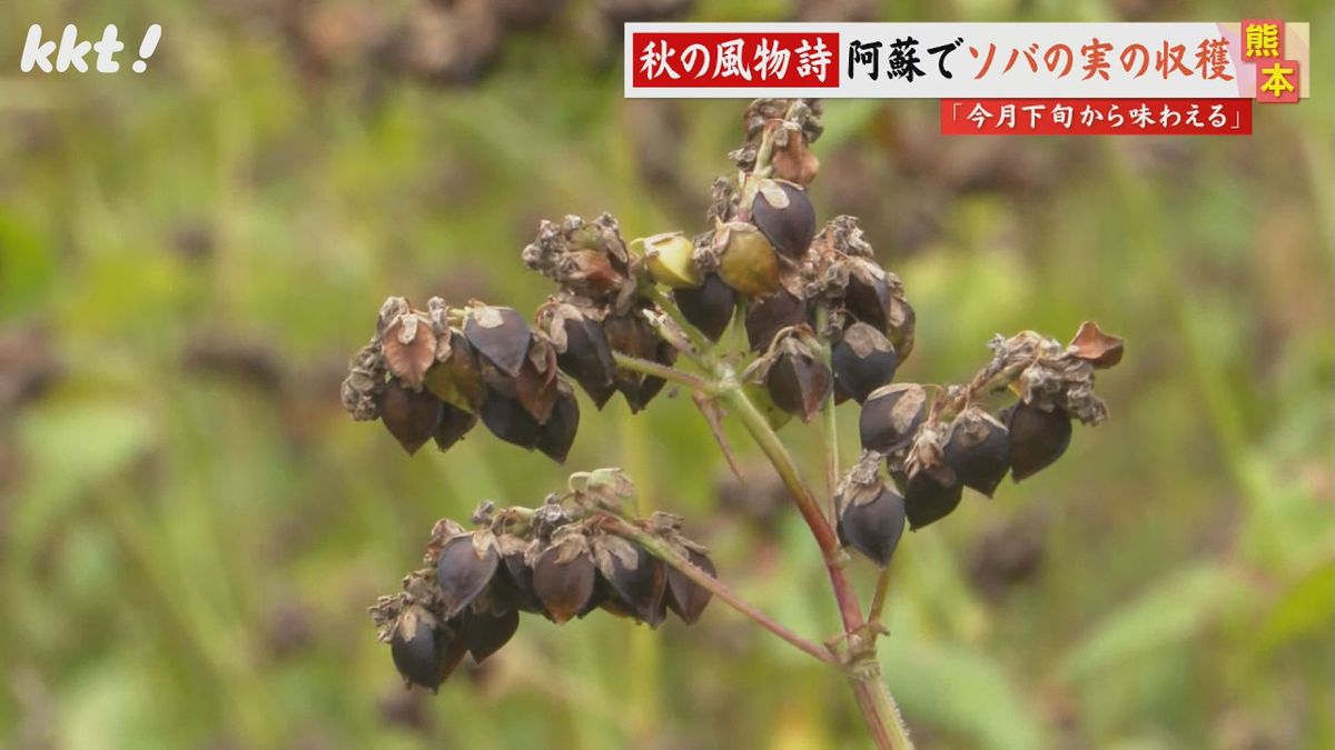 ｢風味がよくてコシがある｣熊本有数の産地･阿蘇市波野でソバの実収穫
