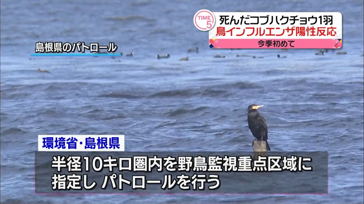 今季初、ハクチョウが鳥インフル陽性　松江