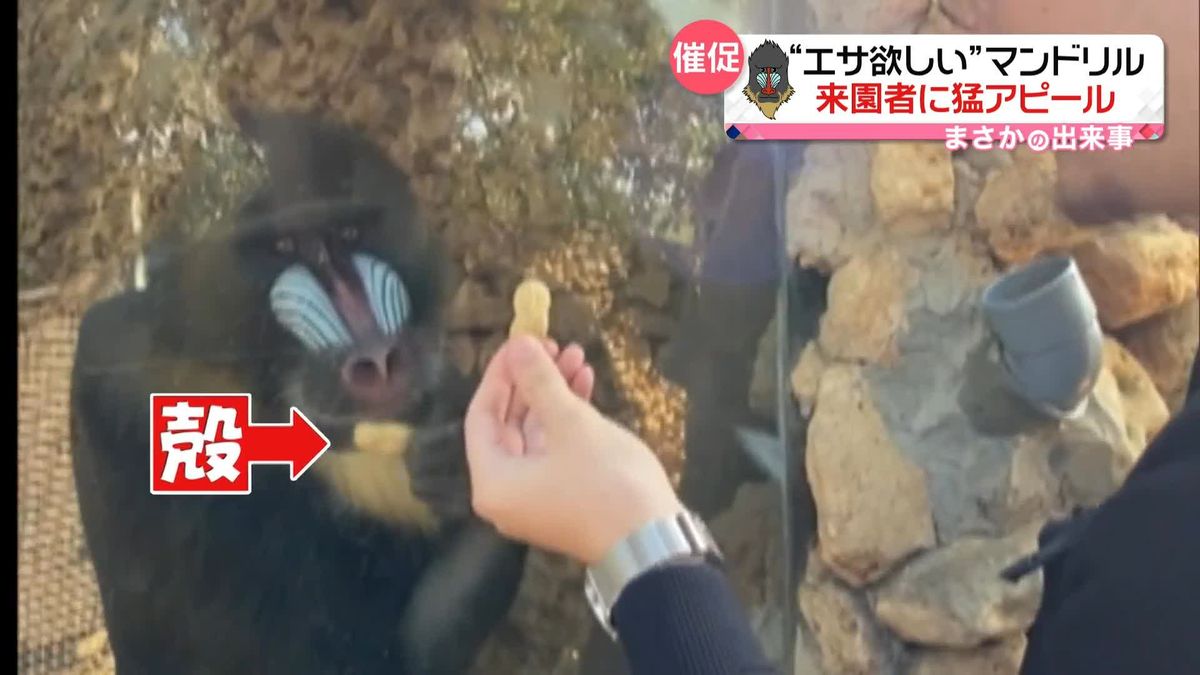 “エサほしい”マンドリル…来園者に猛アピール　すぐさまパクリも…　スペイン