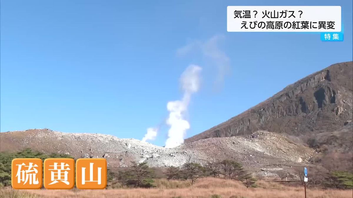 「葉っぱが落ちている」季節外れの暖かさ？火山ガスの影響？紅葉の名所に異変