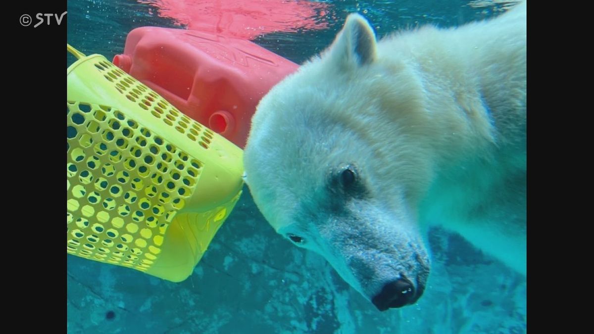 提供：旭川市旭山動物園