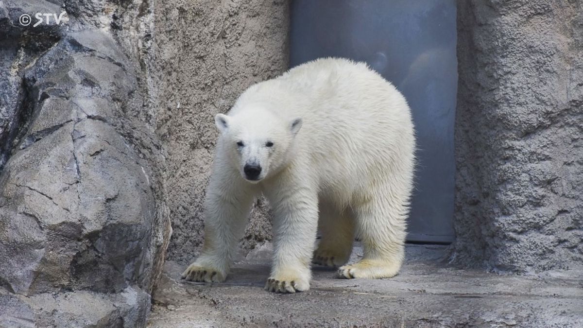 提供：旭川市旭山動物園