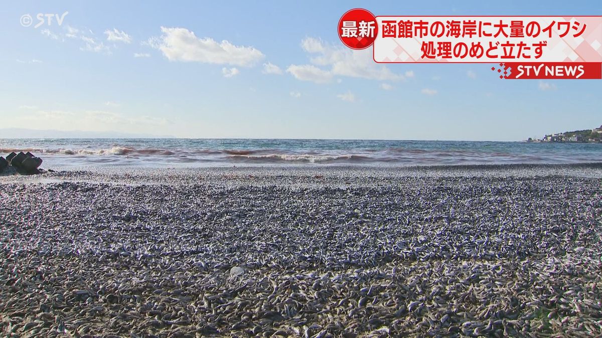 漂着した魚は数千トン規模か　海岸に大量のイワシ　処理のめど立たず　北海道函館市
