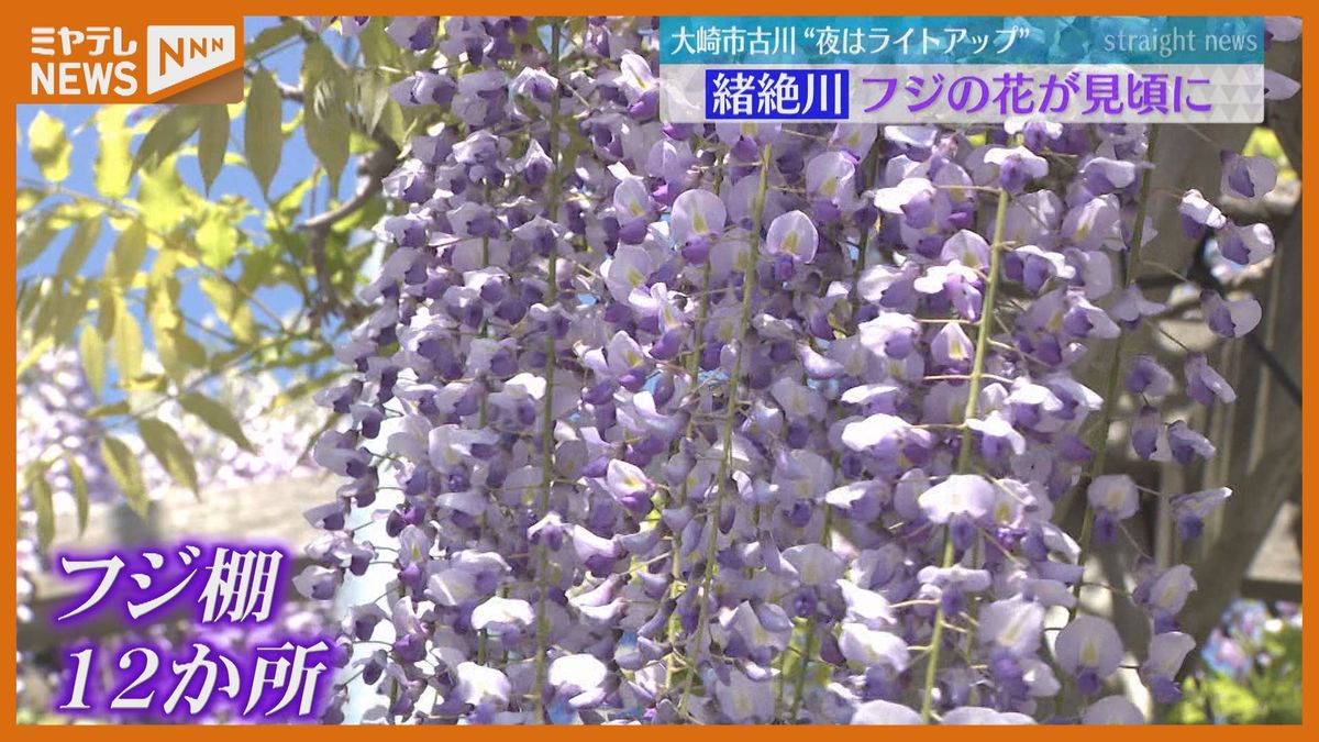 【GW】緒絶川の『フジ』の花　1キロにフジ棚12か所　ライトアップも…（宮城・大崎市古川）