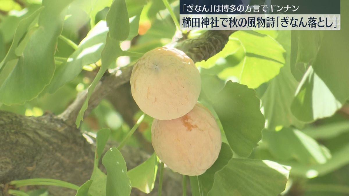 櫛田神社で「ぎなん落とし」