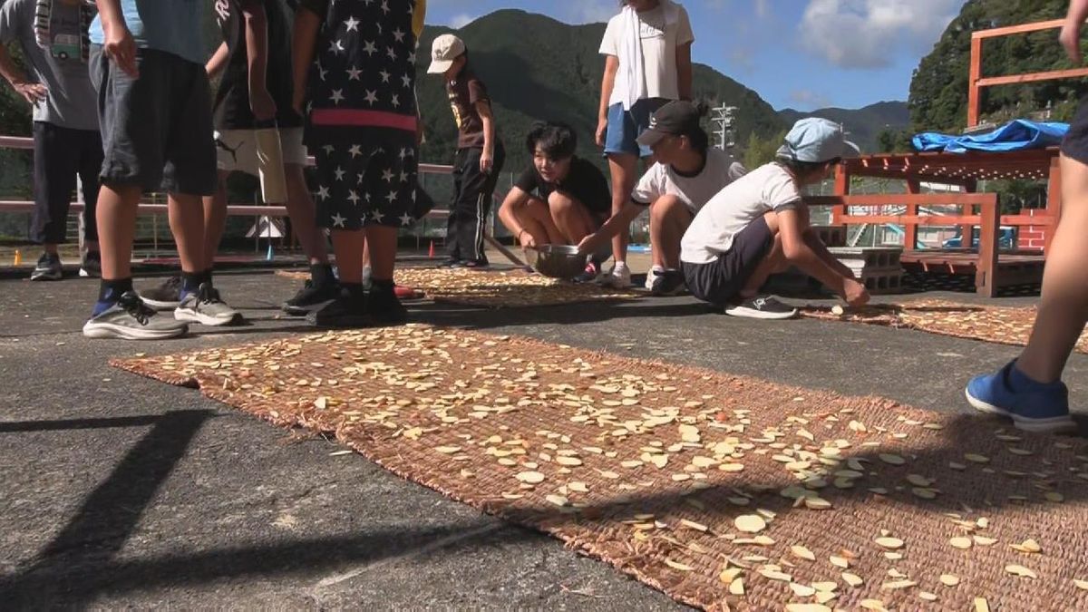 小学生がトチの実の皮むきと天日干し　地域の伝統を学ぶ　12月にはトチ餅作りも　三重・尾鷲市