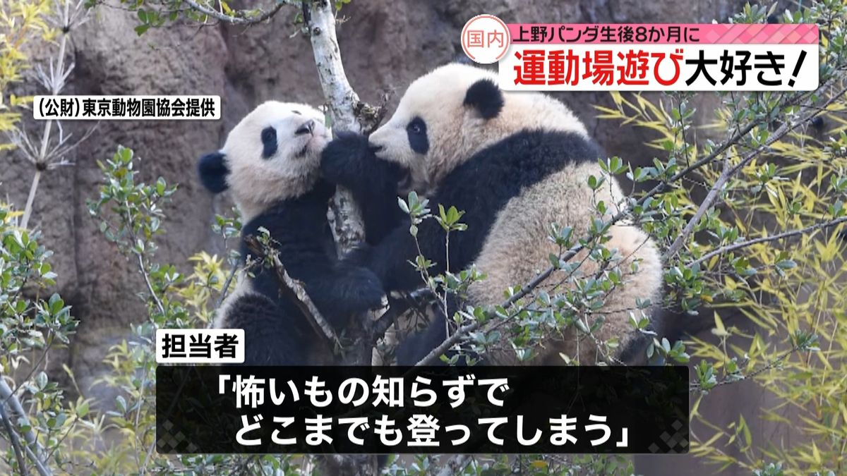 上野動物園双子パンダ　木登り上達「恐いもの知らず」
