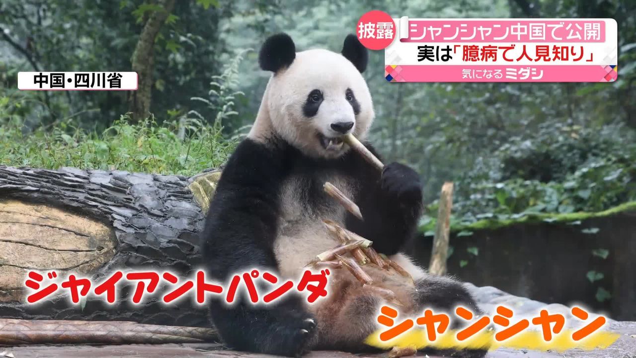 たけのこムシャムシャ…パンダの「シャンシャン」中国で一般公開 “大型