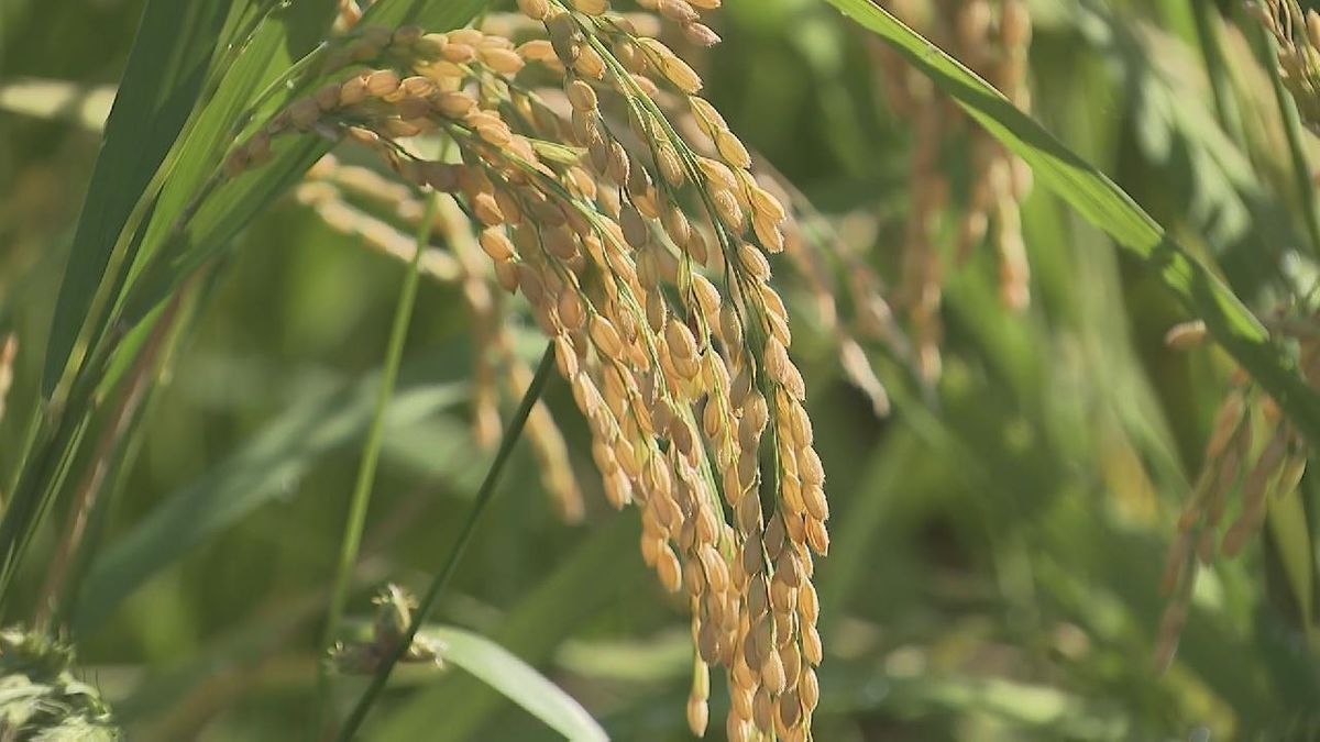 “早場米” 早くも稲刈り始まる「例年並みの収穫量」 三重・紀宝町