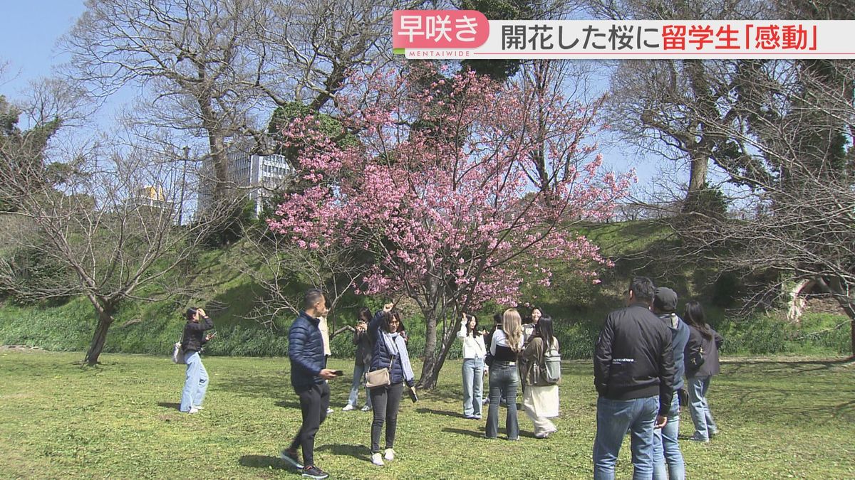 ヨウコウザクラが見頃