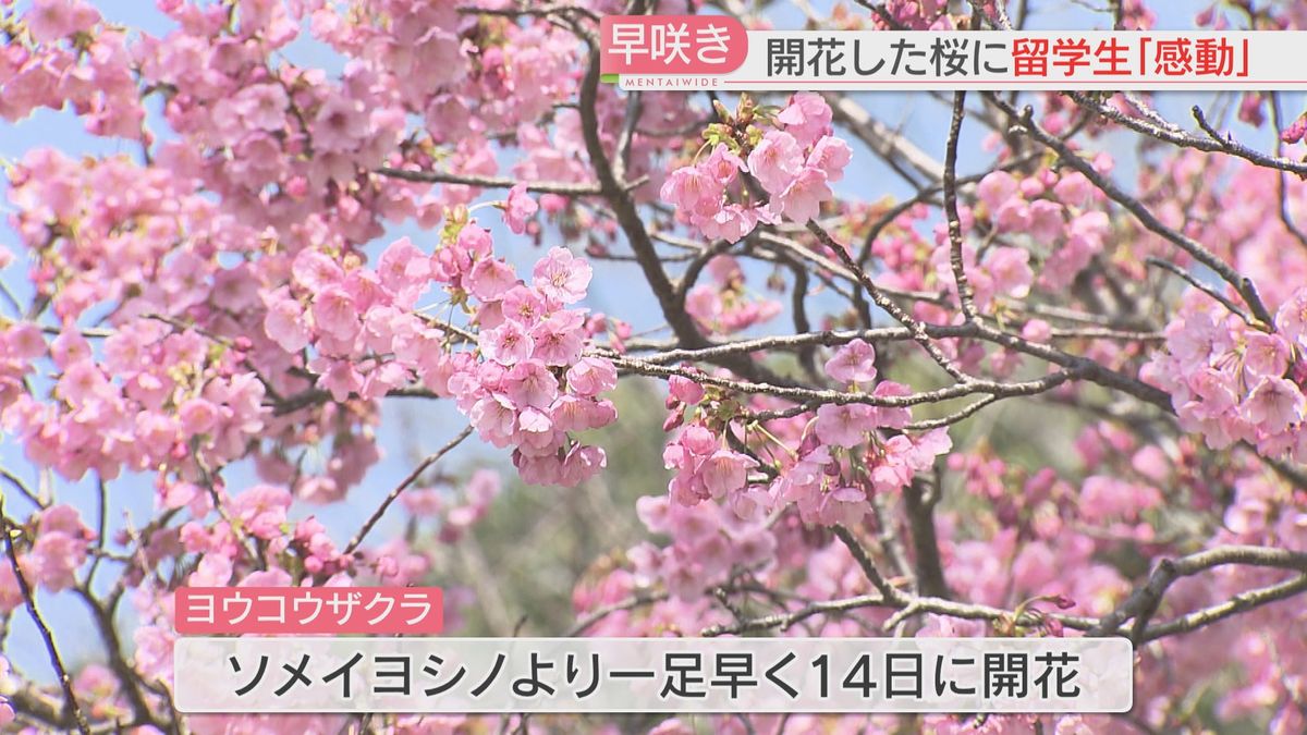 ことしの桜は　ソメイヨシノの開花は少し先？