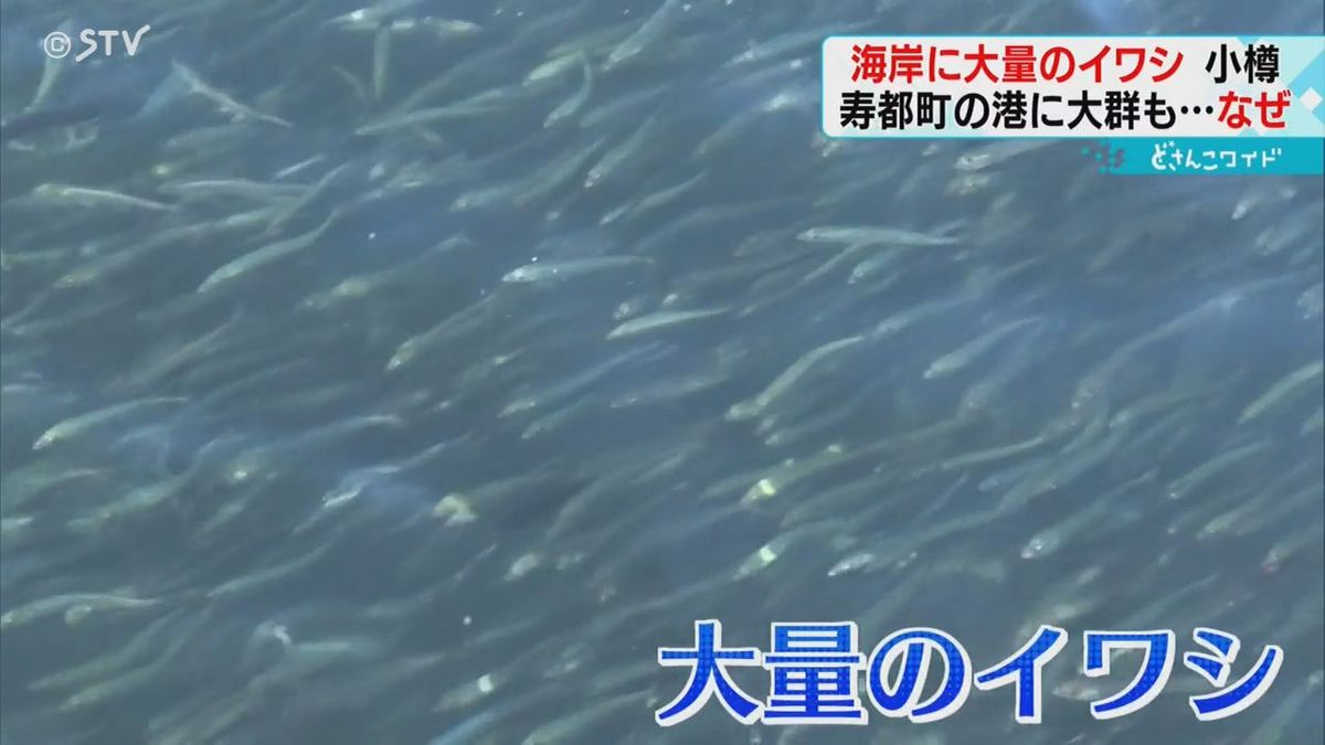 「４０年漁師やってるが初めて」日本海の異変？小樽で寿都でイワシ大群「臭くなるんだわ」原因は
