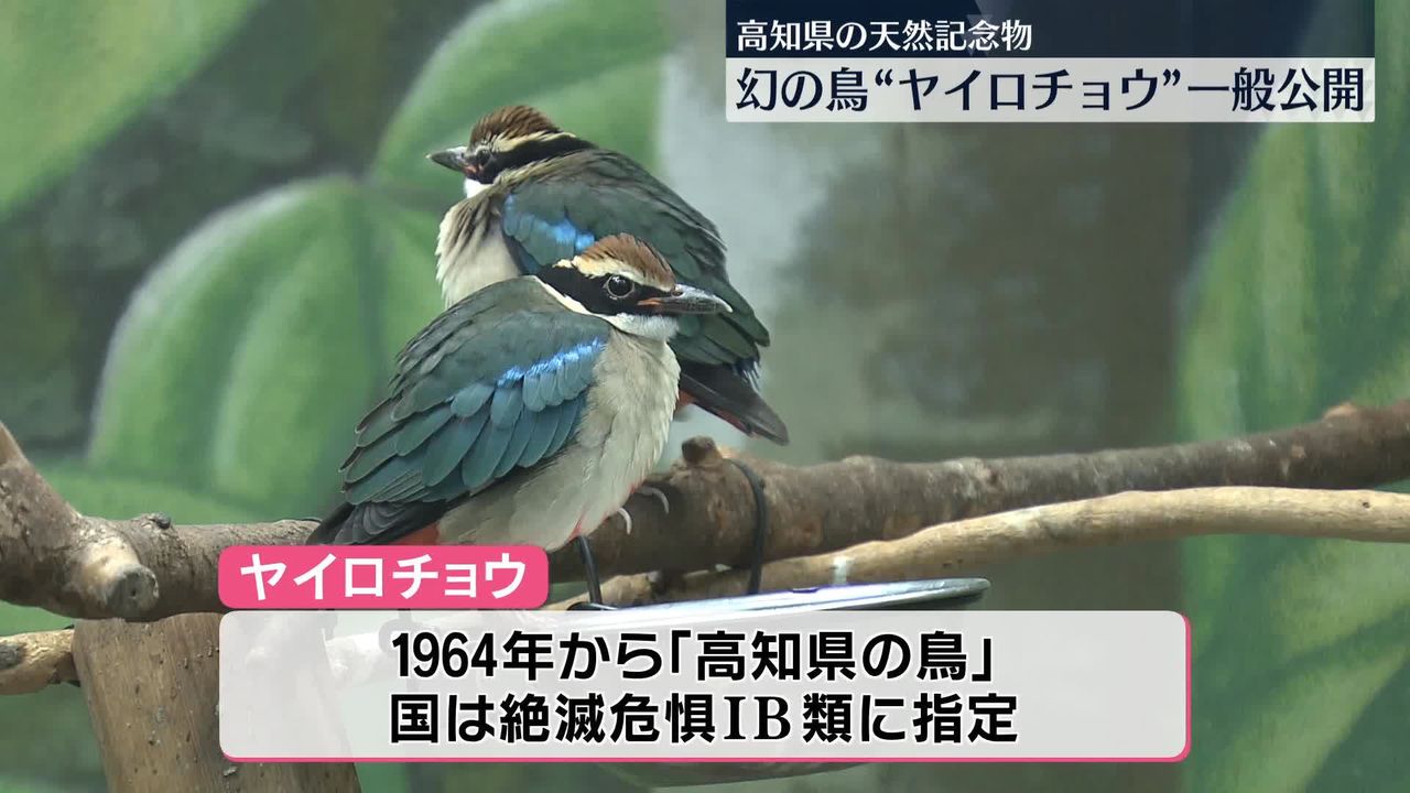 高知の天然記念物・幻の鳥「ヤイロチョウ」一般公開 7月に山中で保護