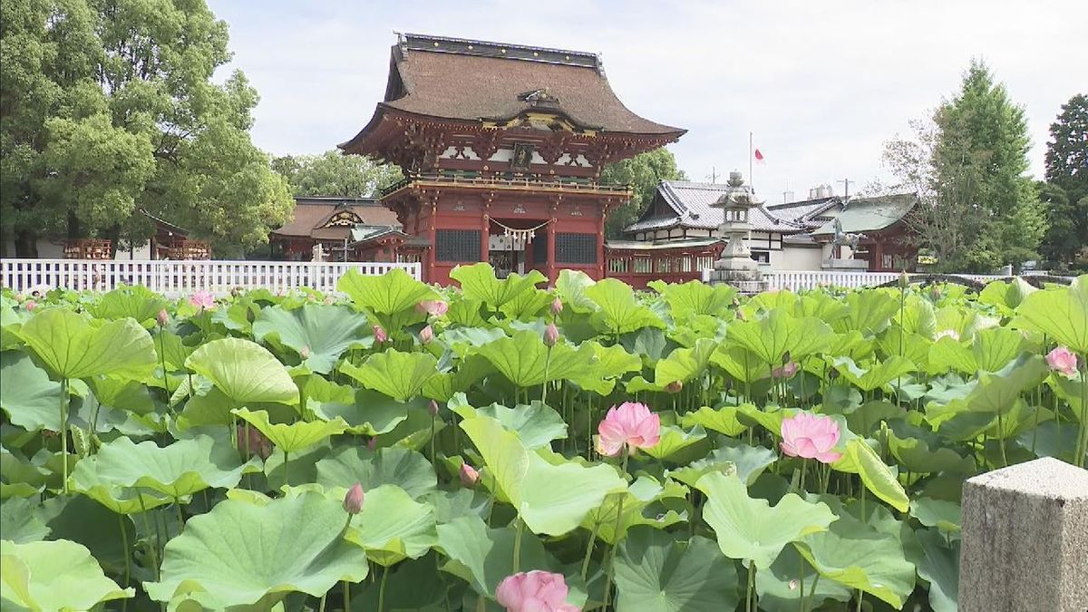 徳川家ゆかりの神社で　ハスの花が見ごろ　愛知・岡崎市「伊賀八幡宮」