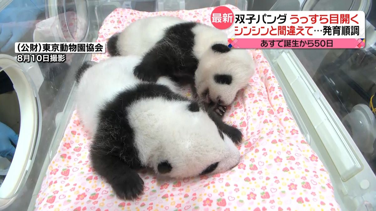 上野動物園　双子のパンダ目がうっすらと…