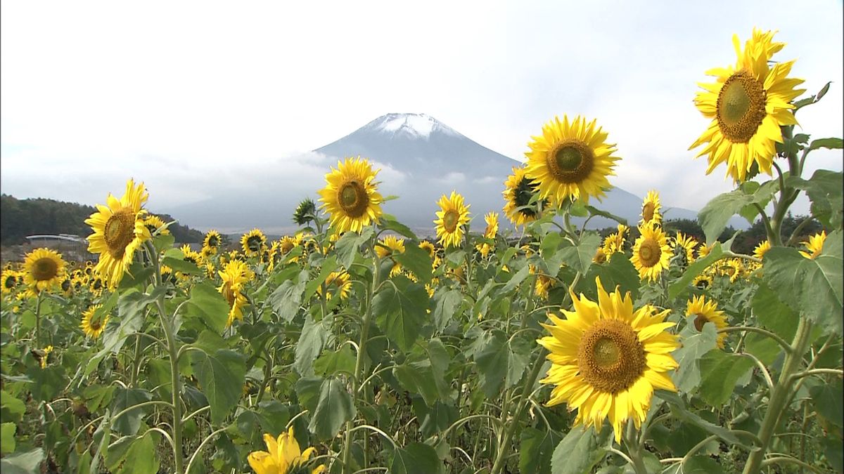 遅咲きヒマワリ満開　雪化粧の富士山と共演