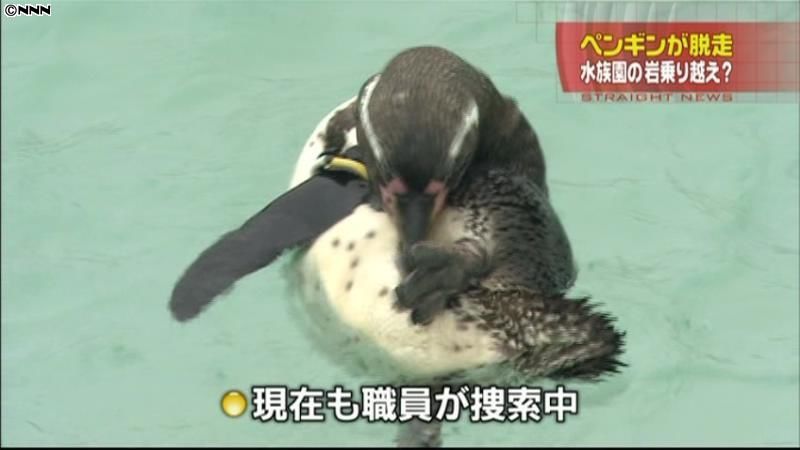 逃げたペンギンの捜索続く　東京