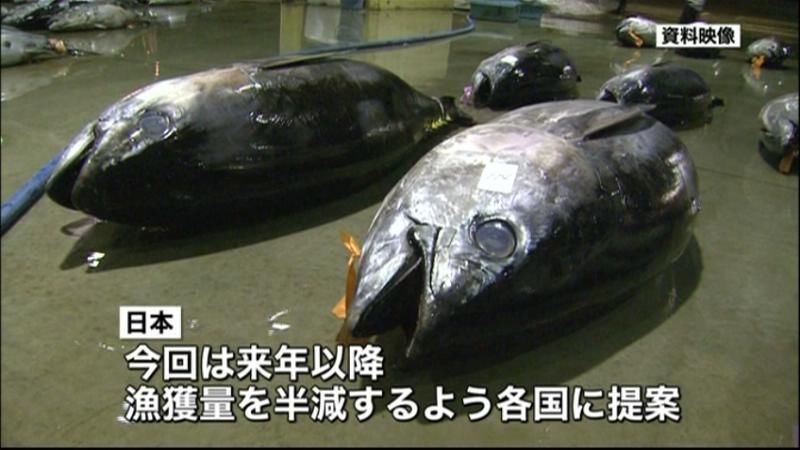 クロマグロ“幼魚の漁獲量半減”で合意