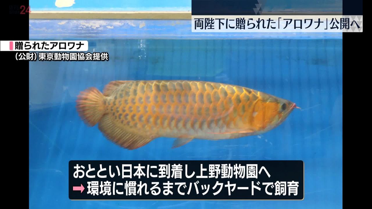 両陛下に贈られた「アジアアロワナ」上野動物園で公開へ（2024年7月10日掲載）｜日テレNEWS NNN