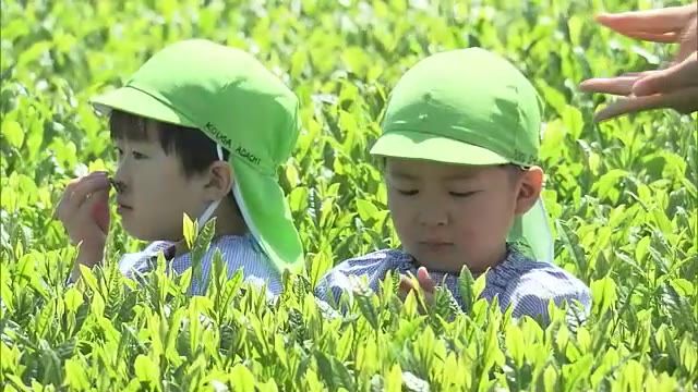 「お茶の匂いがするー！」　園児が新茶の茶摘み体験　大分