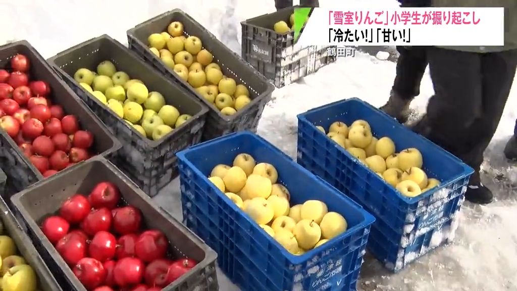 天然の冷蔵庫　雪室りんご　小学生が掘り起こし「冷たくて甘い！」