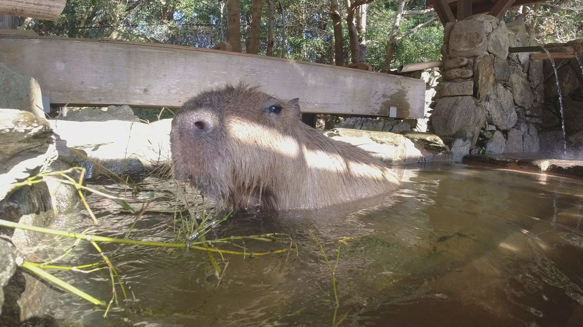 カピバラもカバも「いい湯だな・・・」11月26日はいい風呂の日　長崎バイオパークの人気モノたちが癒しのお風呂《長崎》