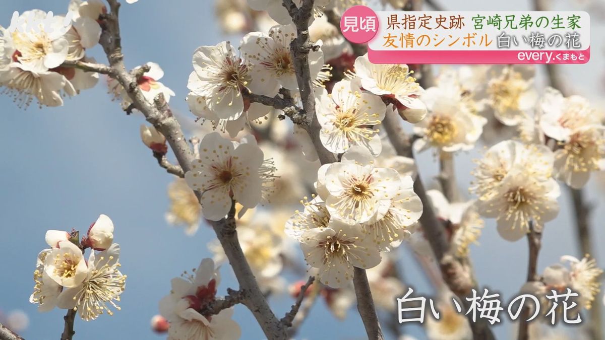 ｢日中友好のシンボル｣辛亥革命指導者・孫文ゆかりの梅の花が見頃 荒尾市