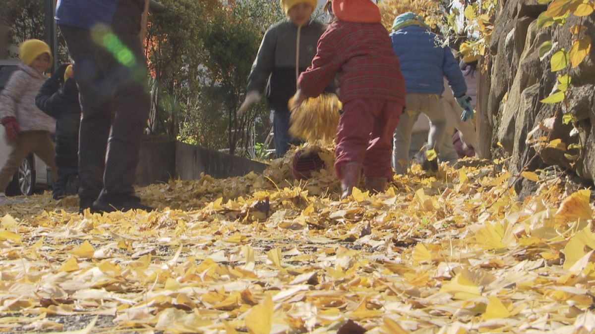 県の天然記念物のイチョウの木の下で　園児大はしゃぎ！　紅葉の見頃はすぎても…落ち葉で遊ぶお楽しみ♪