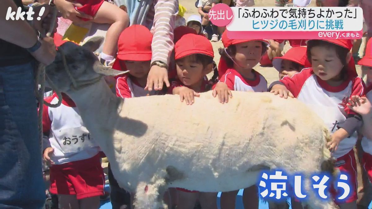 ｢ふわふわで気持ちよかった｣ヒツジも衣替え 幼稚園児が毛刈りを体験