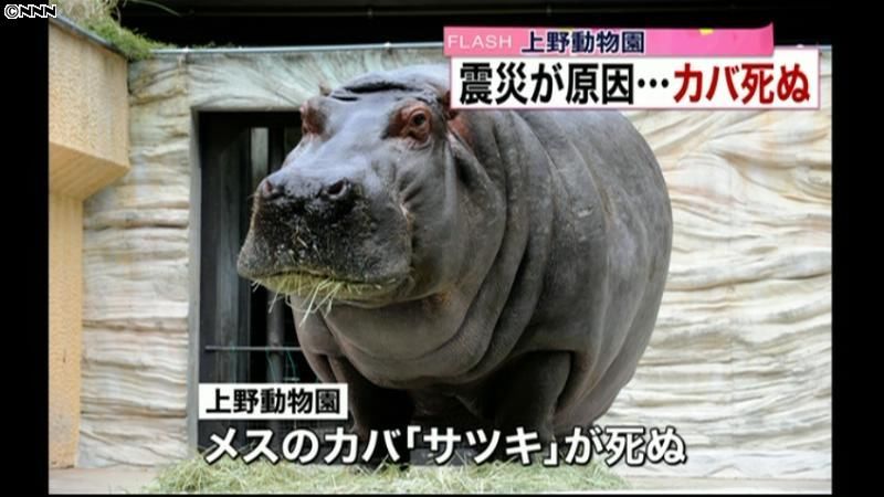 上野動物園のカバ死ぬ　大震災で足踏み外す