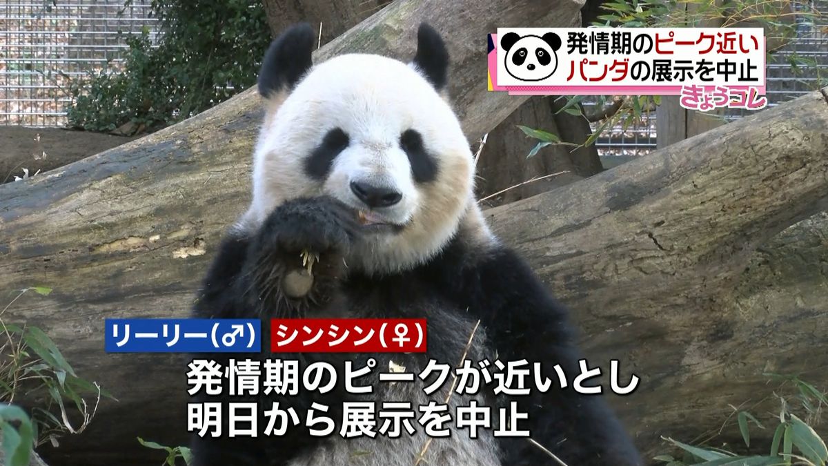上野動物園　あすからパンダの展示を中止へ