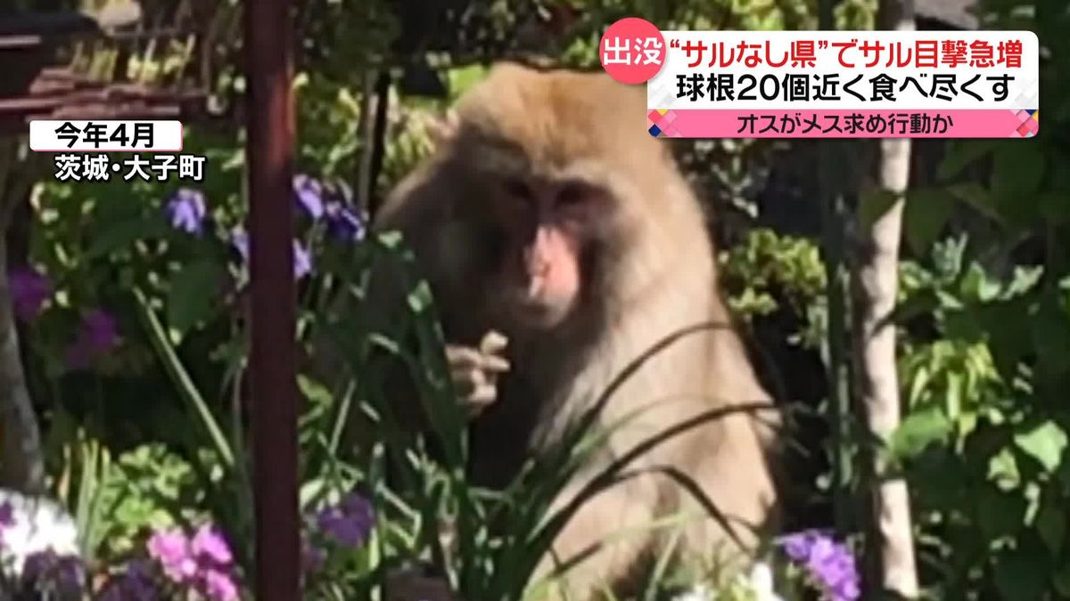 本州で唯一“サルなし県”茨城でサルの目撃急増　交尾相手求めたオスが栃木から川を渡り？