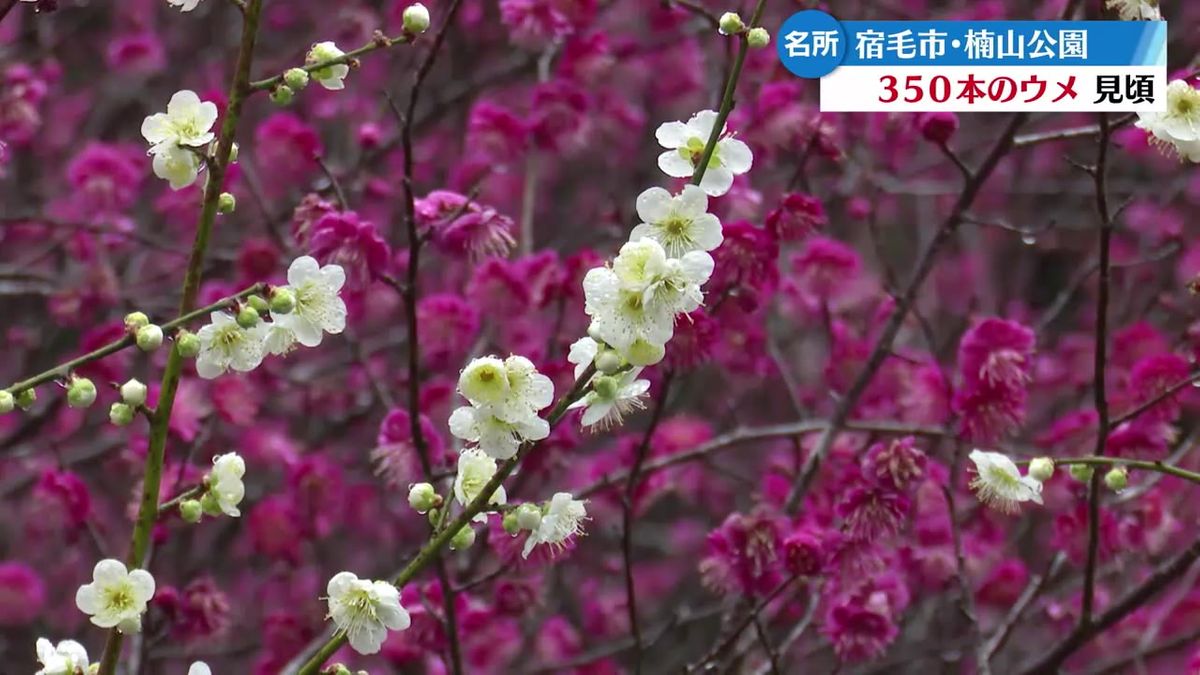 7種類350本！宿毛市の公園でウメの花が見頃迎える 一番の見頃は3月中旬【高知】