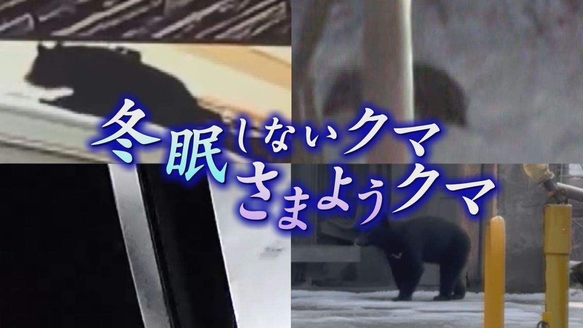 【特集】冬眠しないクマ　なぜ街中をさまよう？異常事態を徹底検証　冬眠のメカニズムと出没の謎