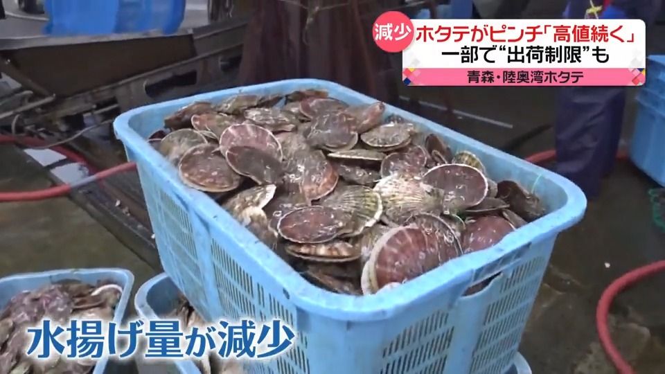 ホタテの高騰続く　産地で水揚げ量が減少…“高水温の期間が長すぎる”　稚貝も育たず