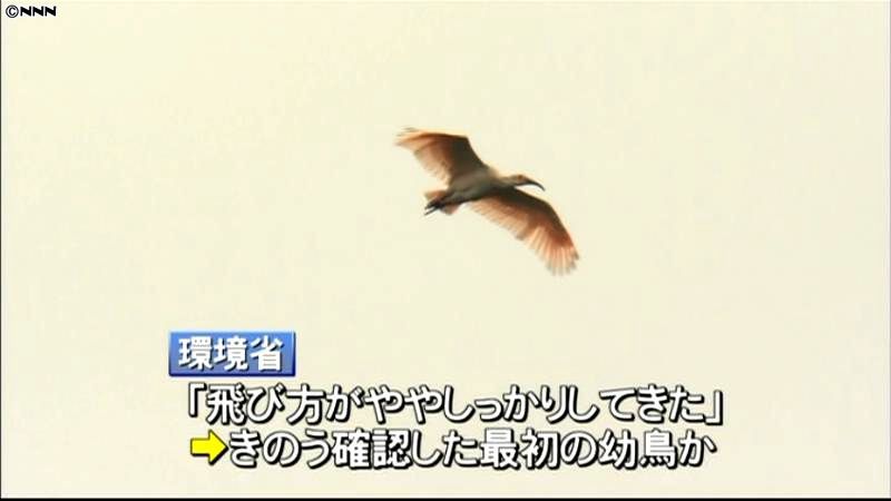 トキの幼鳥、前日に続き飛び回る　新潟