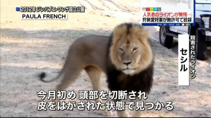 人気者ライオン殺害　狩猟愛好家の行方追う