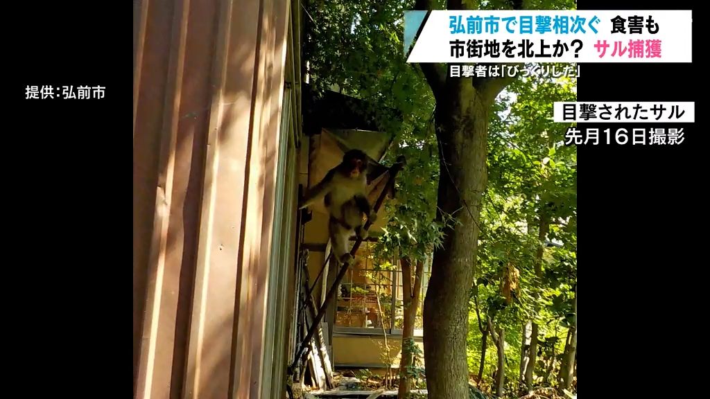 サル捕獲　弘前市街地移動か？　家庭菜園も被害