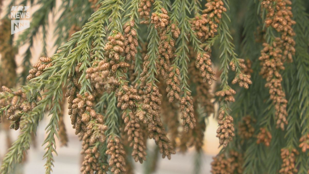 去年よりも13日早く山口県内のスギ花粉が飛散開始　県医師会が観測を開始してから最も早い　昨シーズンのおよそ2.6倍の飛散量となる見通し