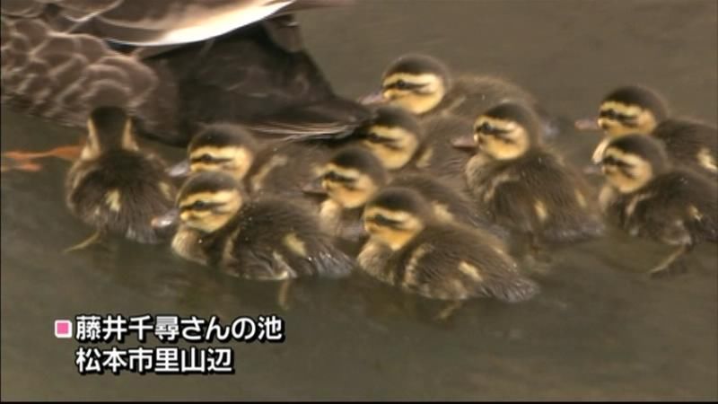 けさ誕生♪カルガモの赤ちゃんたち　松本市