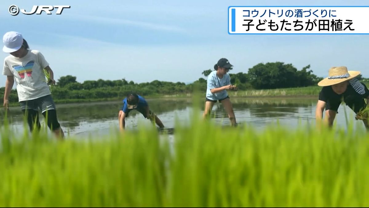 とれた米は日本酒に！コウノトリの餌場で小学生が田植え　