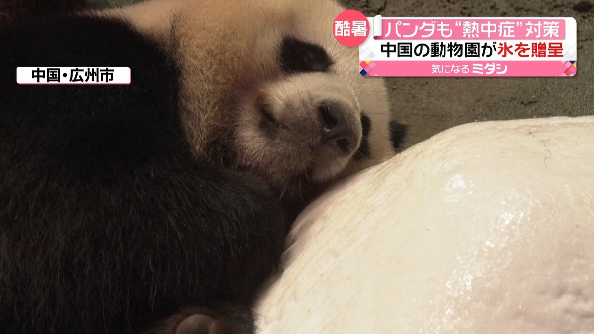 パンダに氷をプレゼント　動物園の“夏バテ”対策　中国