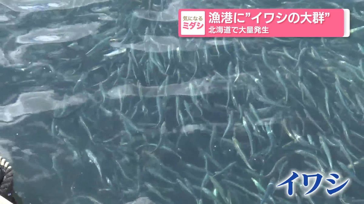 漁港に“イワシの大群” 北海道で大量発生　漁港では“釣り放題”…砂浜に“死骸散乱”